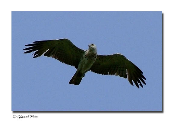 Biancone - Circaetus gallicus