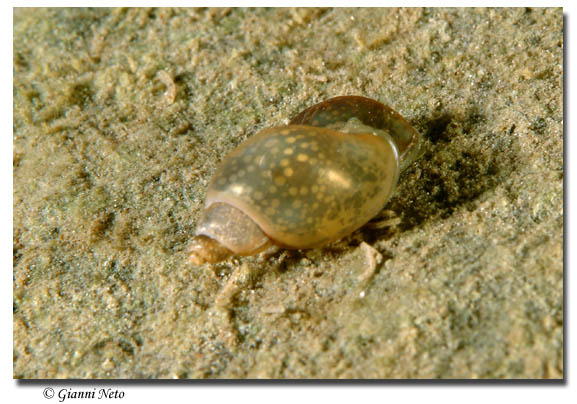 Gasteropode di lago