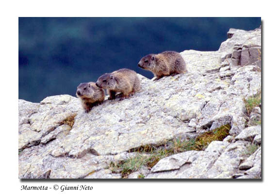 Incontro Ravvicinatissimo - Marmota marmota