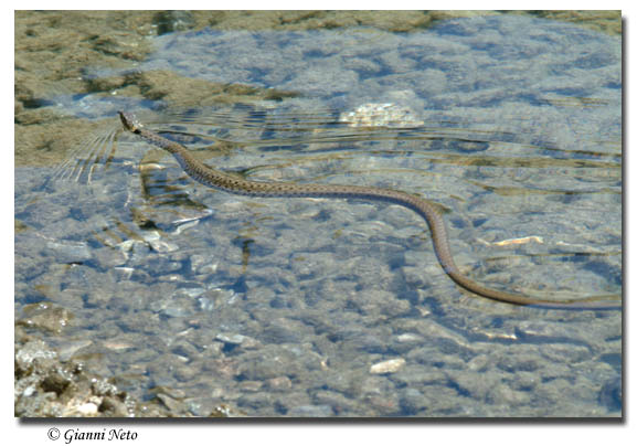 Natrix sp. (N. natrix o N. helvetica)