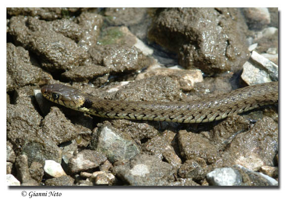 Natrix sp. (N. natrix o N. helvetica)