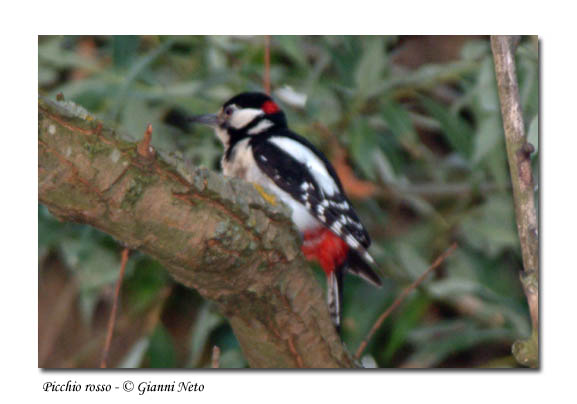 Picchio rosso maggiore -  Dendrocopos major