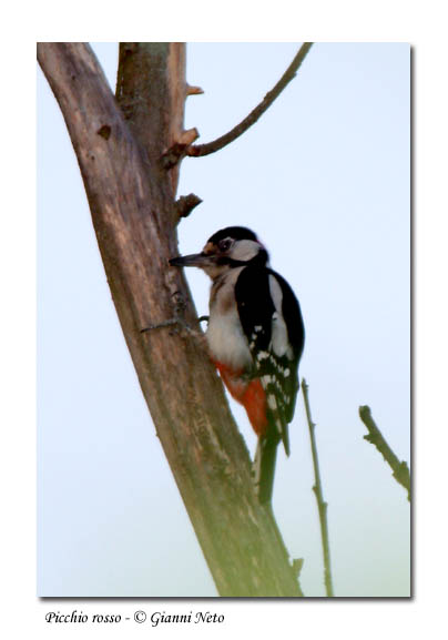 Picchio rosso maggiore -  Dendrocopos major