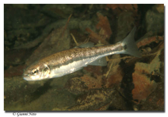 Sanguinerola Phoxinus phoxinus