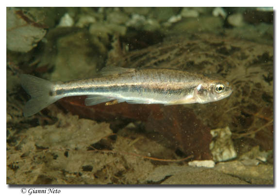 Sanguinerola Phoxinus phoxinus