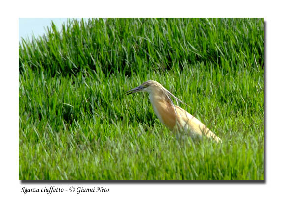 Sgarza ciuffetto - Ardeola ralloides