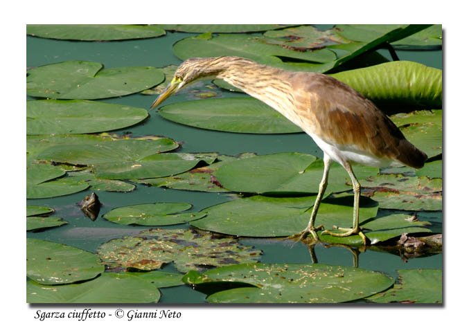 Sgarza ciuffetto - Ardeola ralloides