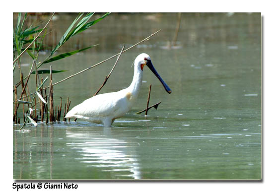 Spatola - Platalea leucorodia