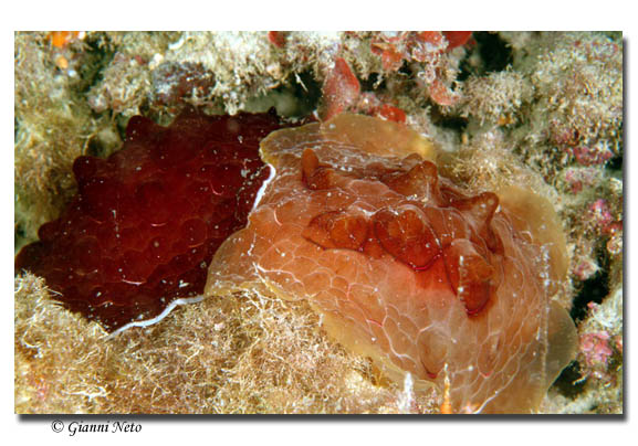 uova di Pleurobranchus testudinarius