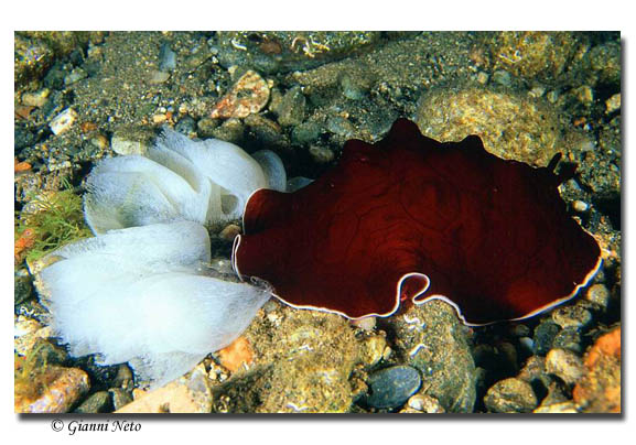 uova di Pleurobranchus testudinarius