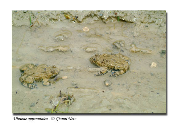 Ululone appenninico Bombina pachypus