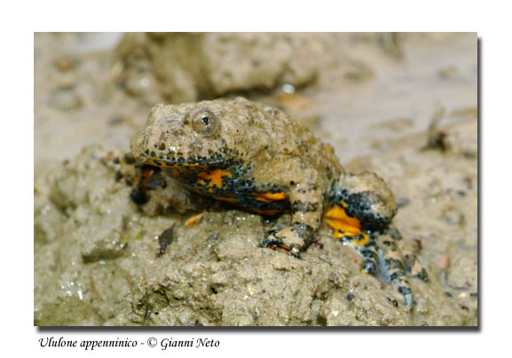 Ululone appenninico Bombina pachypus