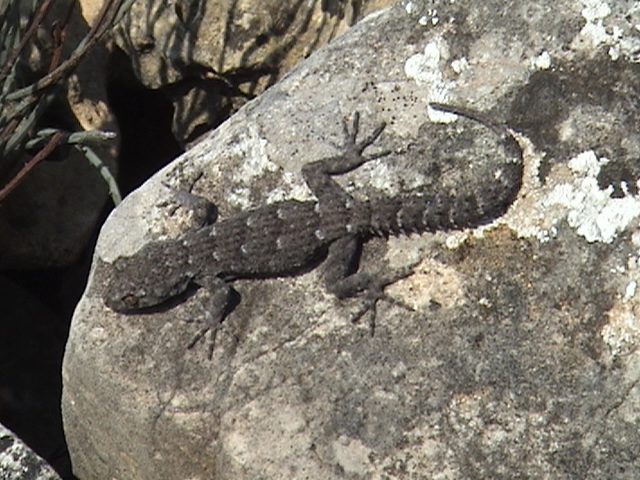 Tarantolino 