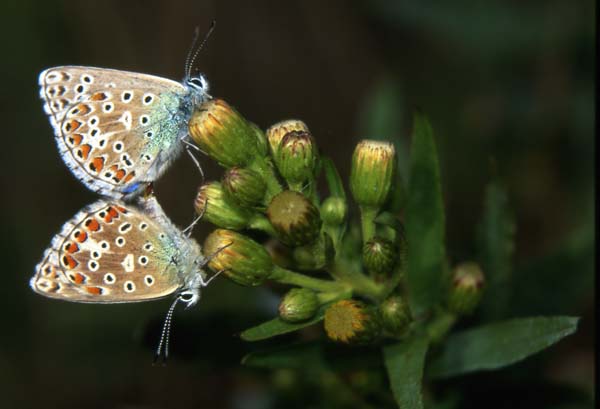 Polyommatus coridon in accoppiamento