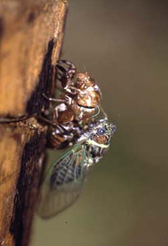 Metamorfosi di Cicala