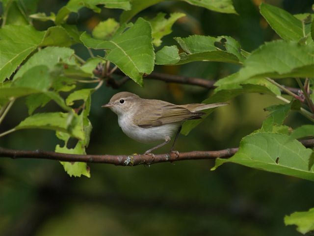 Lu bianco Phylloscopus bonelli/orientalis