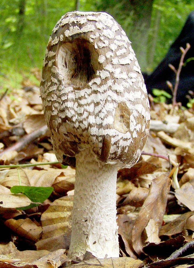 I miei primi Coprinopsis