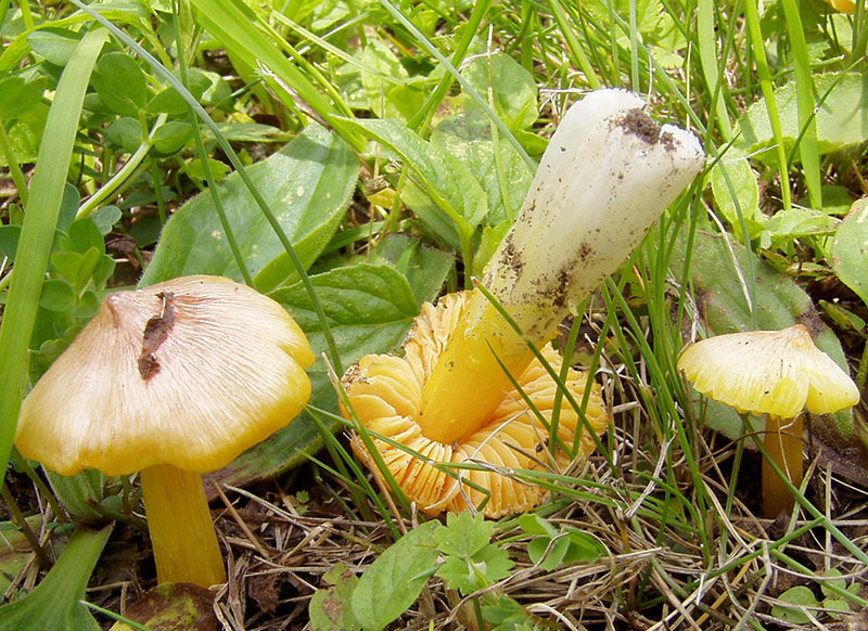 Hygrocybe persistens