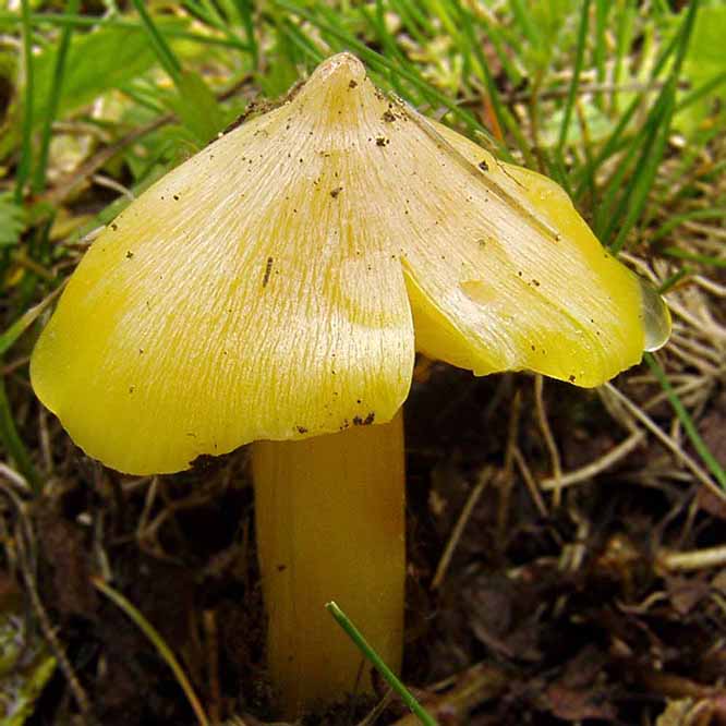 Hygrocybe persistens