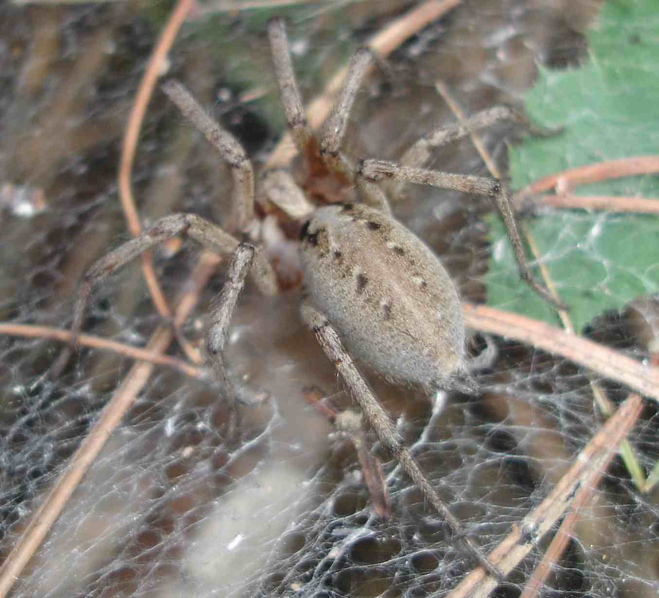 Agelena sp.