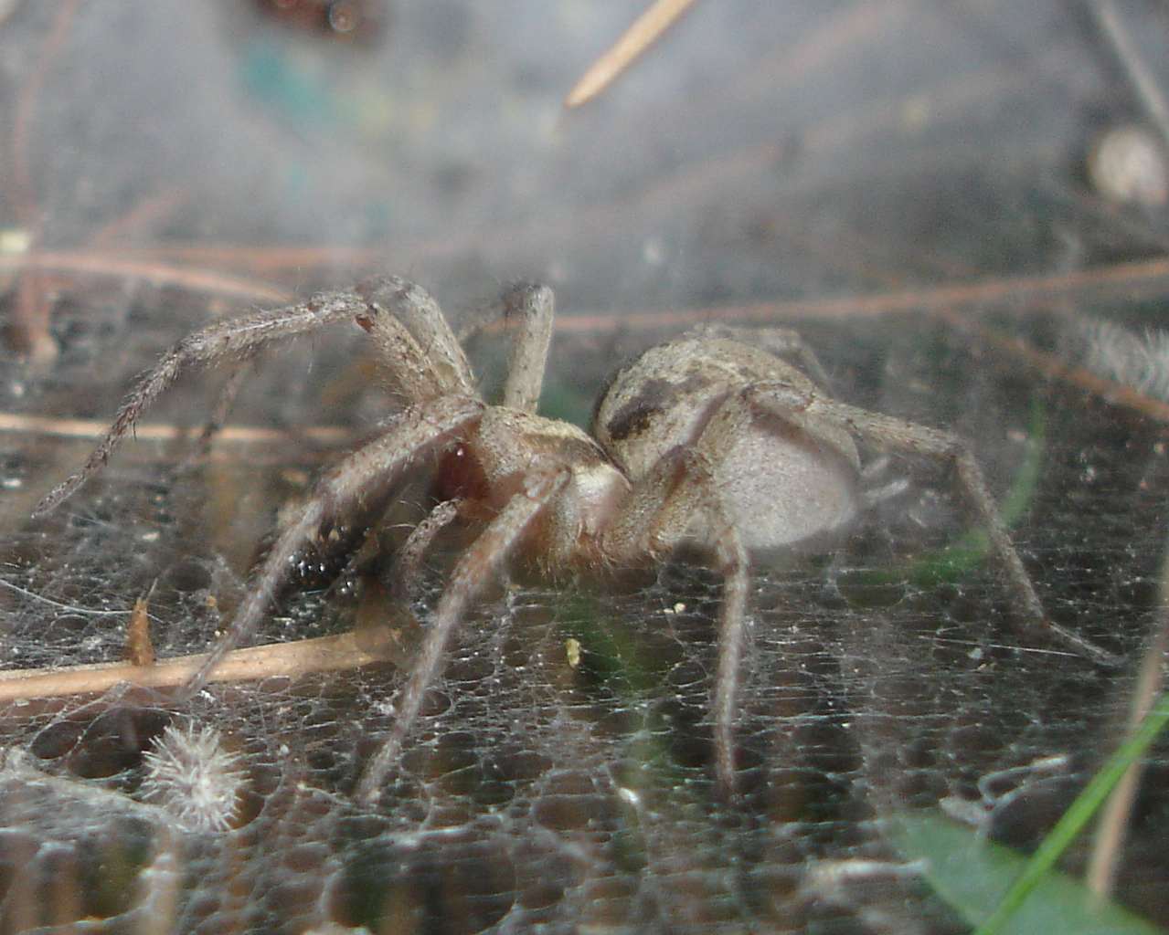 Agelena sp.