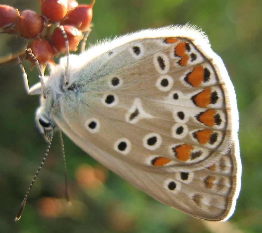 Polyommatus icarus