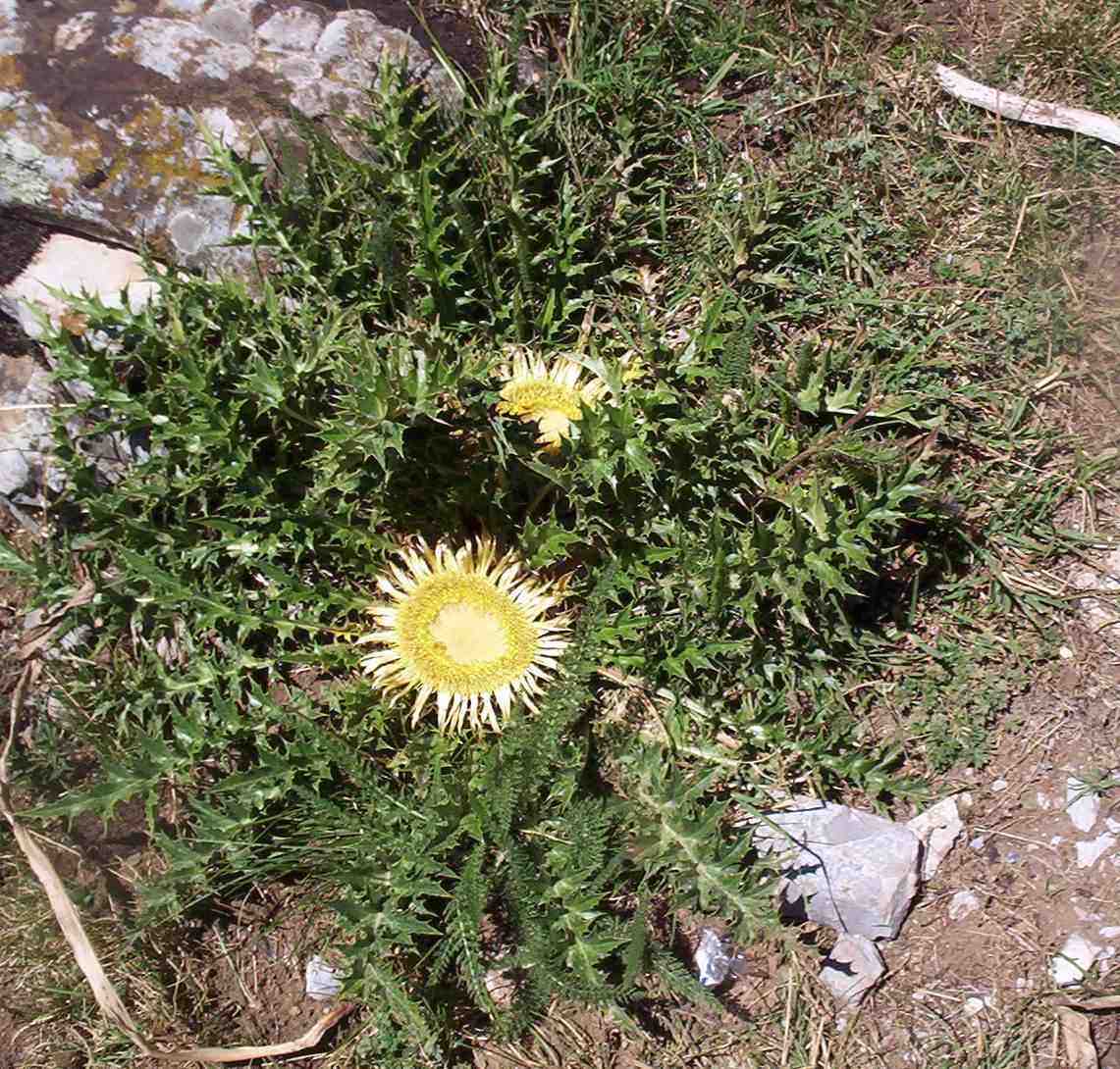 Carlina acaulis / Carlina bianca