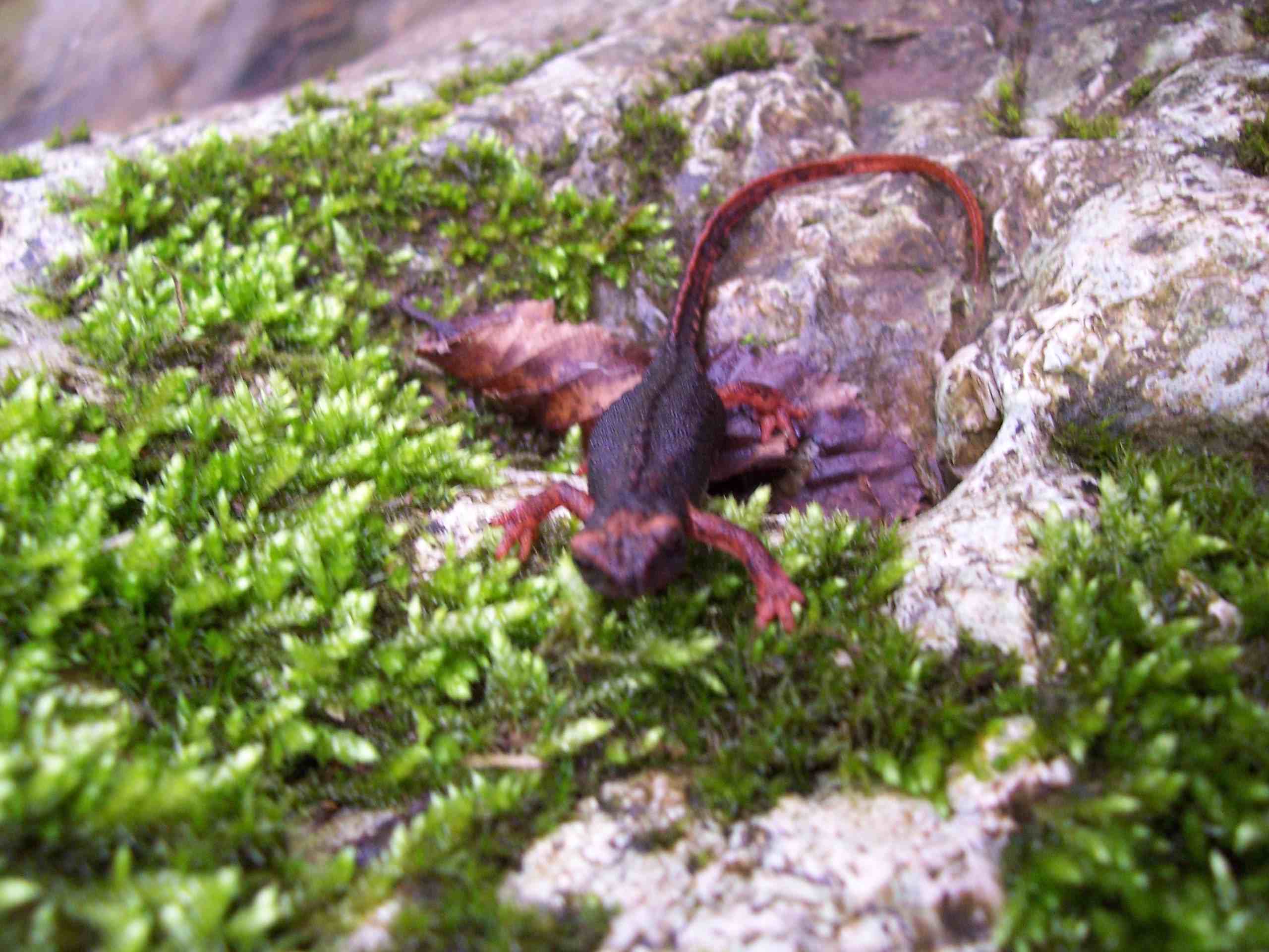 ma le salamandre sono scomparse?