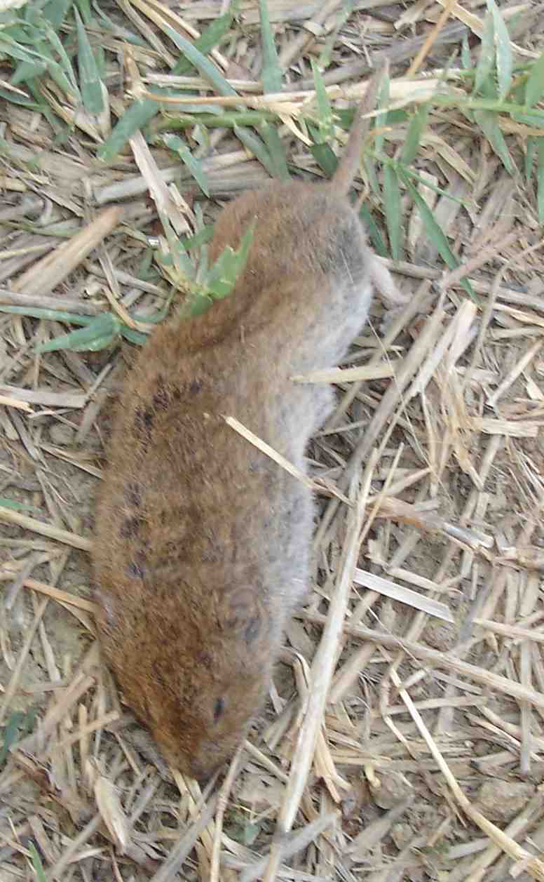 Arvicola, Microtus gr. savii - Basilicata