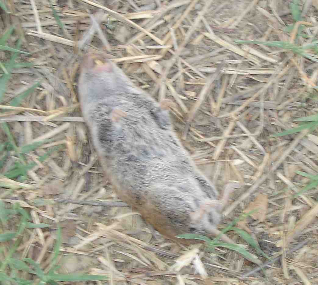 Arvicola, Microtus gr. savii - Basilicata