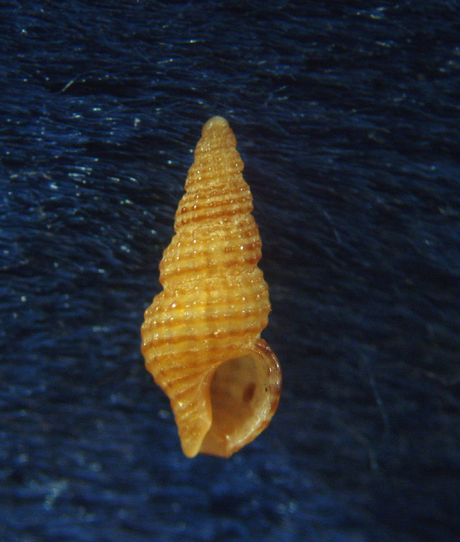 Famiglia Buccinidae: il genere Chauvetia