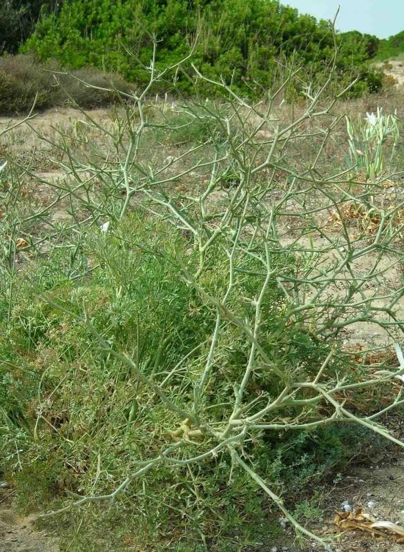 Seseli tortuosum / Finocchiella mediterranea