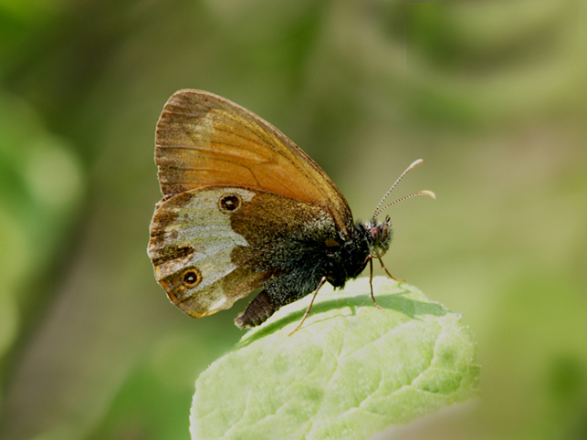 Coenonympha arcania