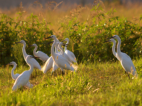 Garzette - Egretta garzetta