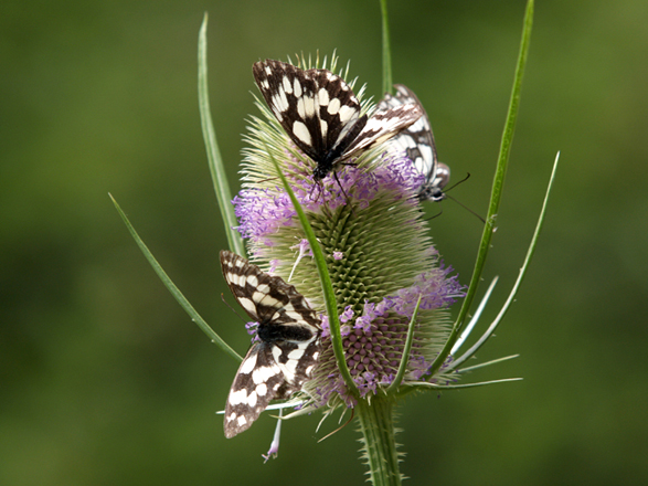 Dipsacus fullonum / Scardaccione selvatico