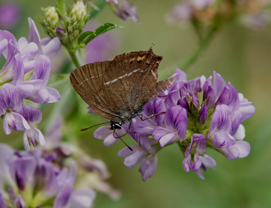 Satyrium spini