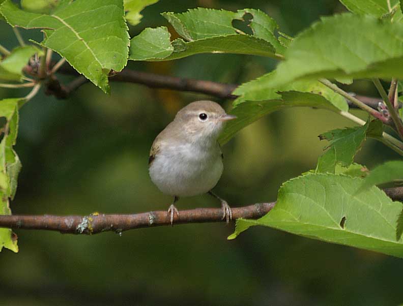 Lu bianco Phylloscopus bonelli/orientalis