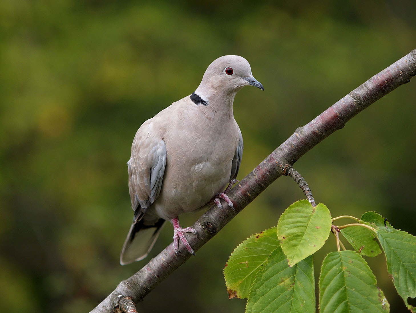 Tortora - Streptopelia turtur