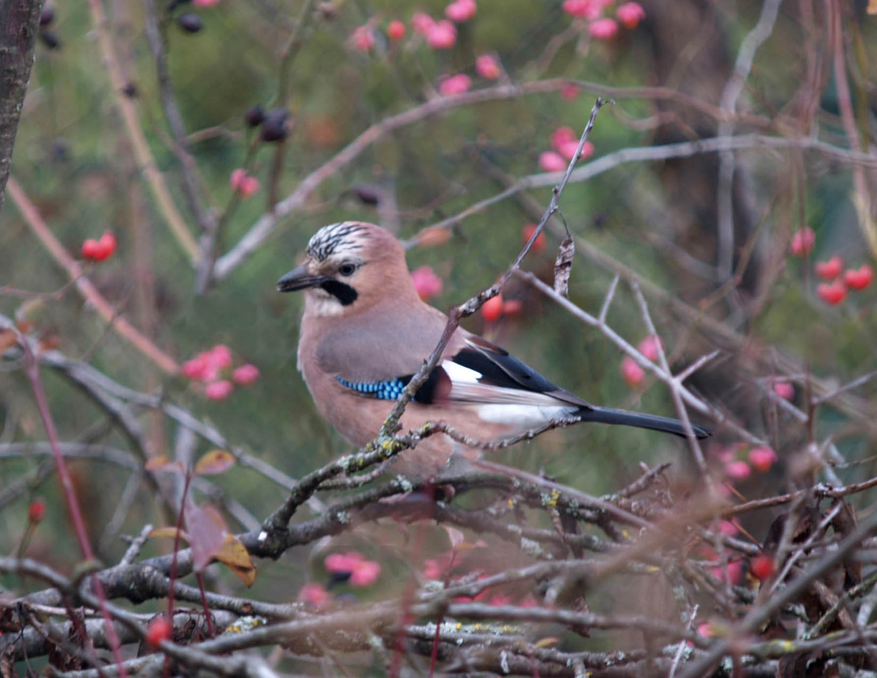 Ghiandaia - Garrulus glandarius