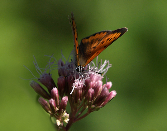 Cacyreus marshalli