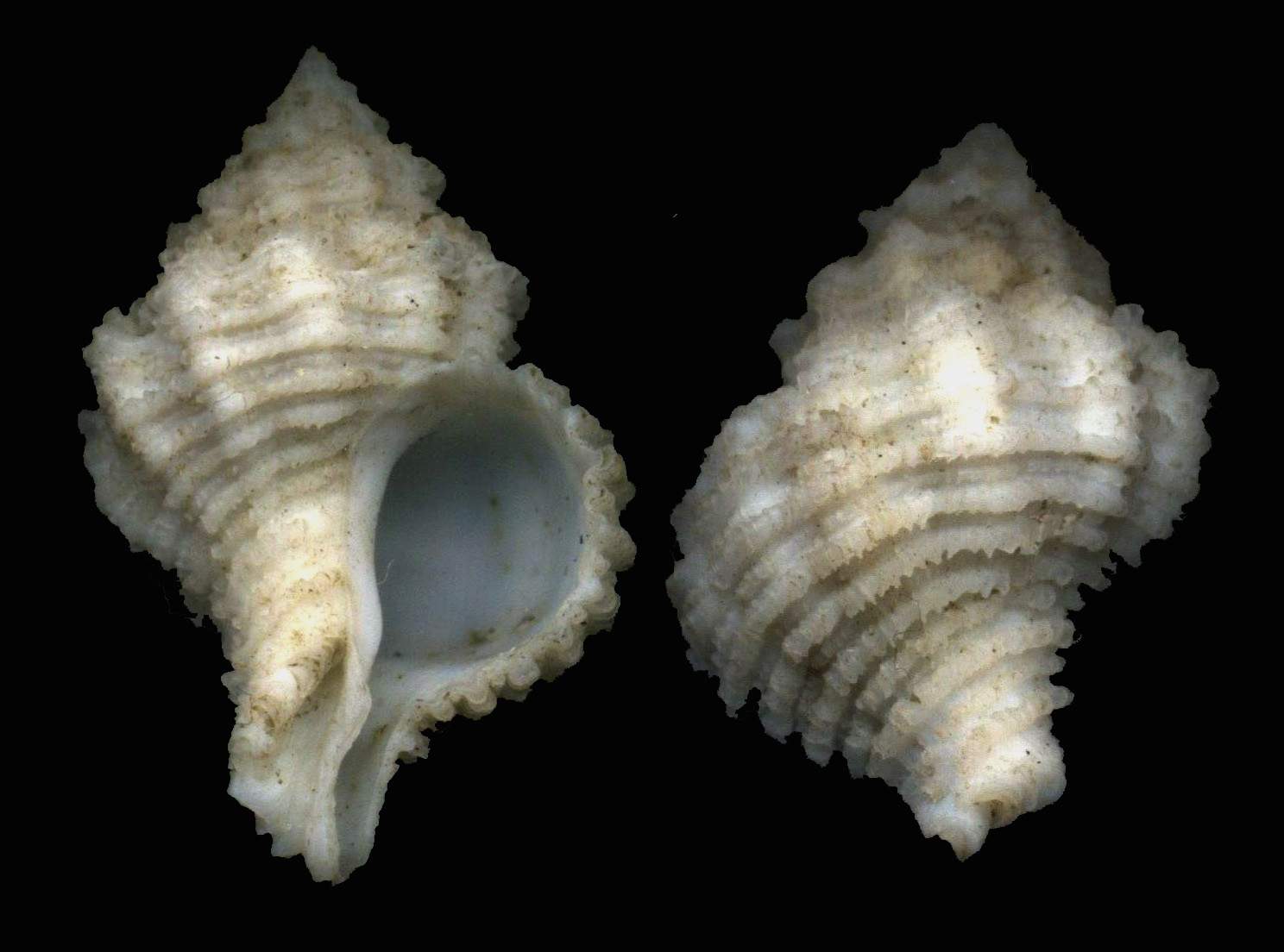 Coralliophila squamosa