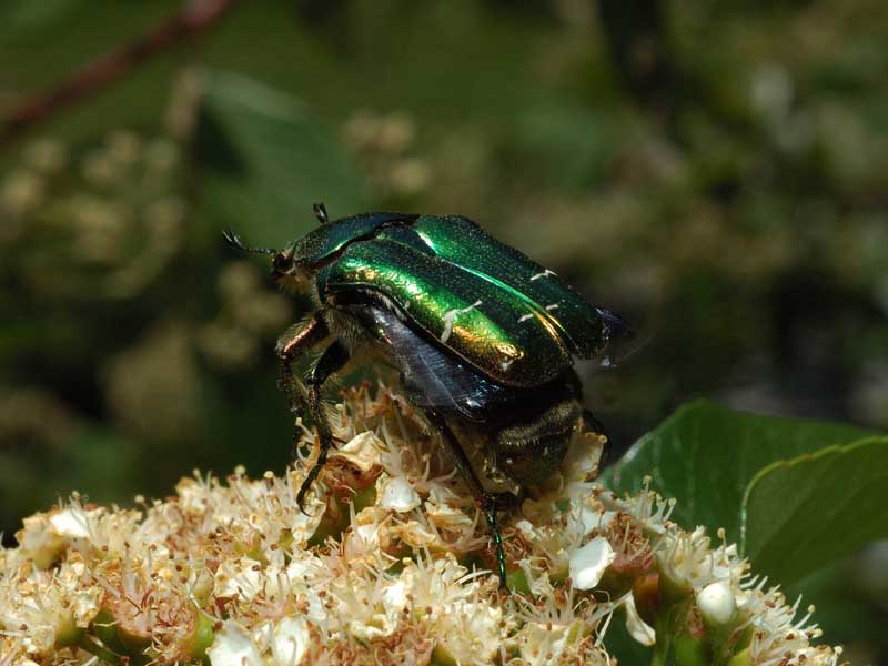 Protaetia angustata e Cetonia aurata