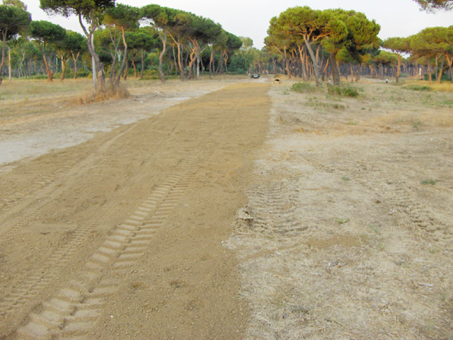 Pineta delle Acque Rosse - Riserva del Litorale Romano