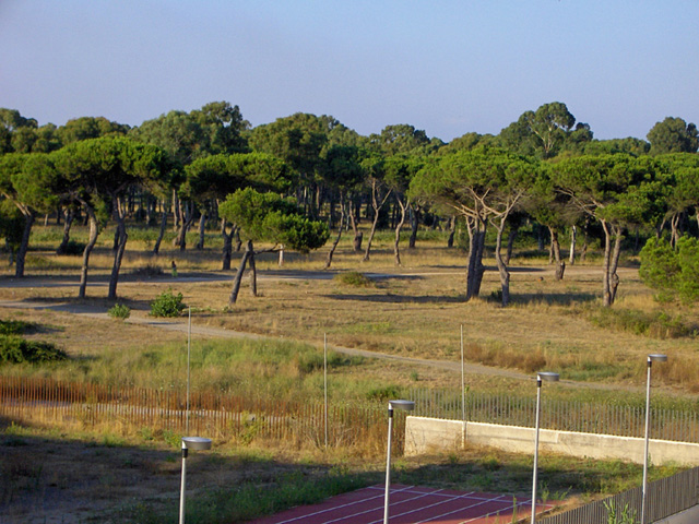 Pineta delle Acque Rosse - Riserva del Litorale Romano