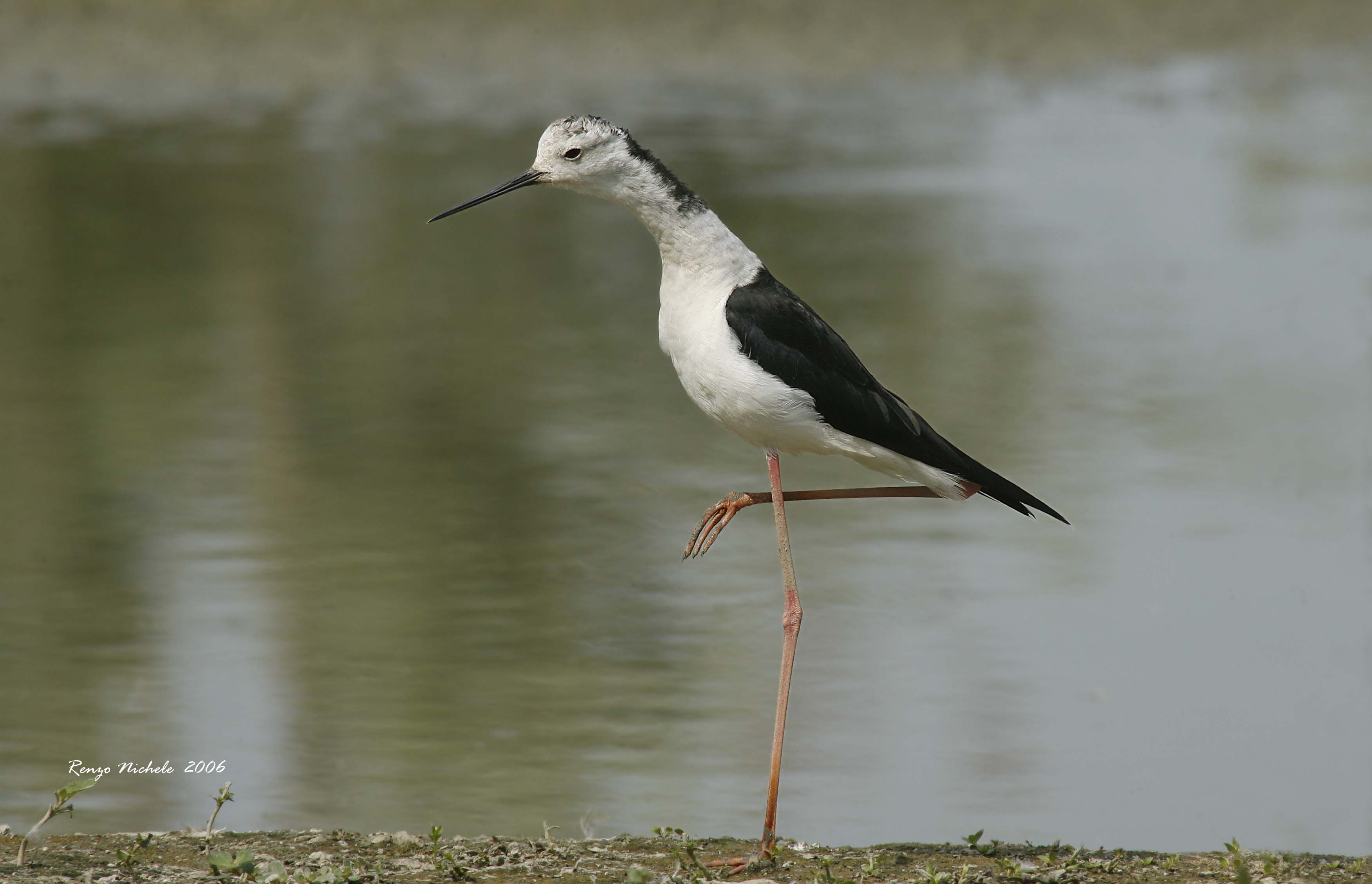 Cavaliere d'' Italia - Himantopus himantopus