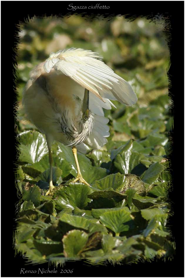 Sgarza ciuffetto - Ardeola ralloides
