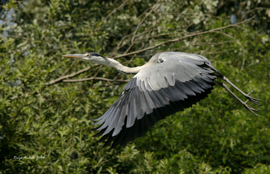 Volo