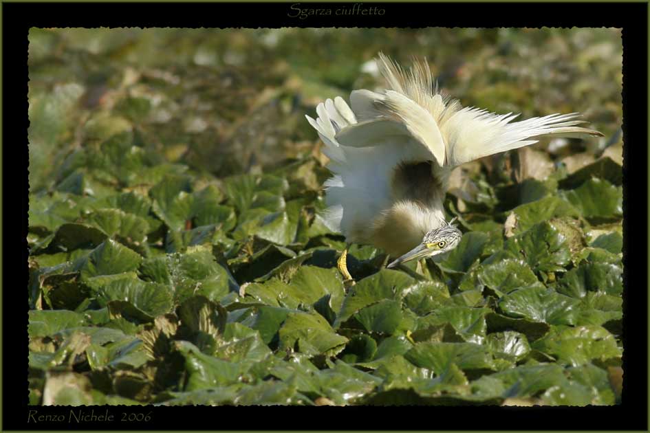 Sgarza ciuffetto - Ardeola ralloides