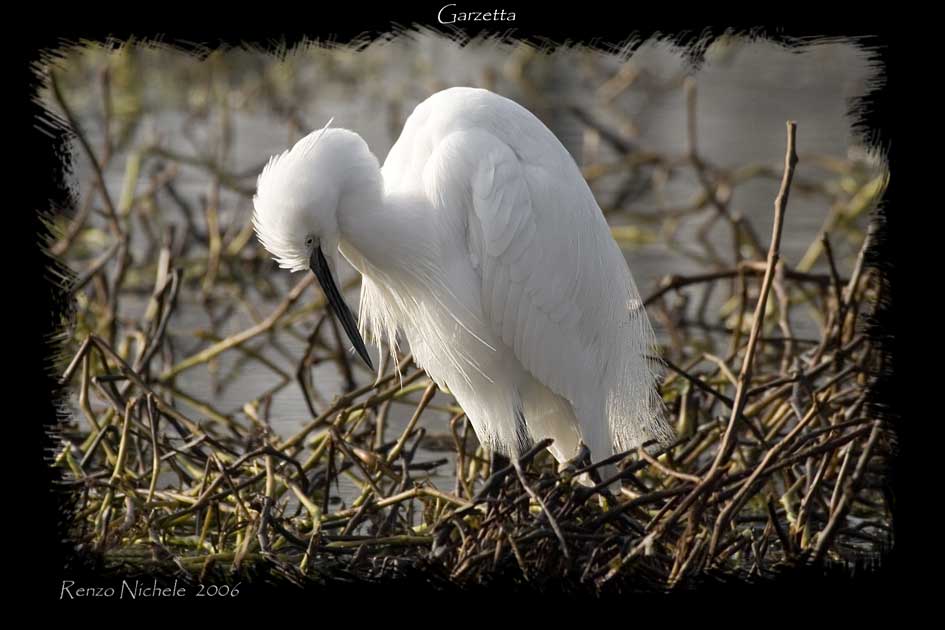 Garzette - Egretta garzetta