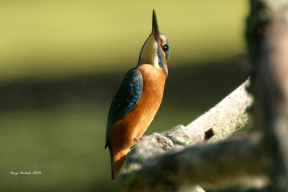 Martin pescatore -  Alcedo atthis